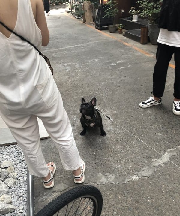 キクチ